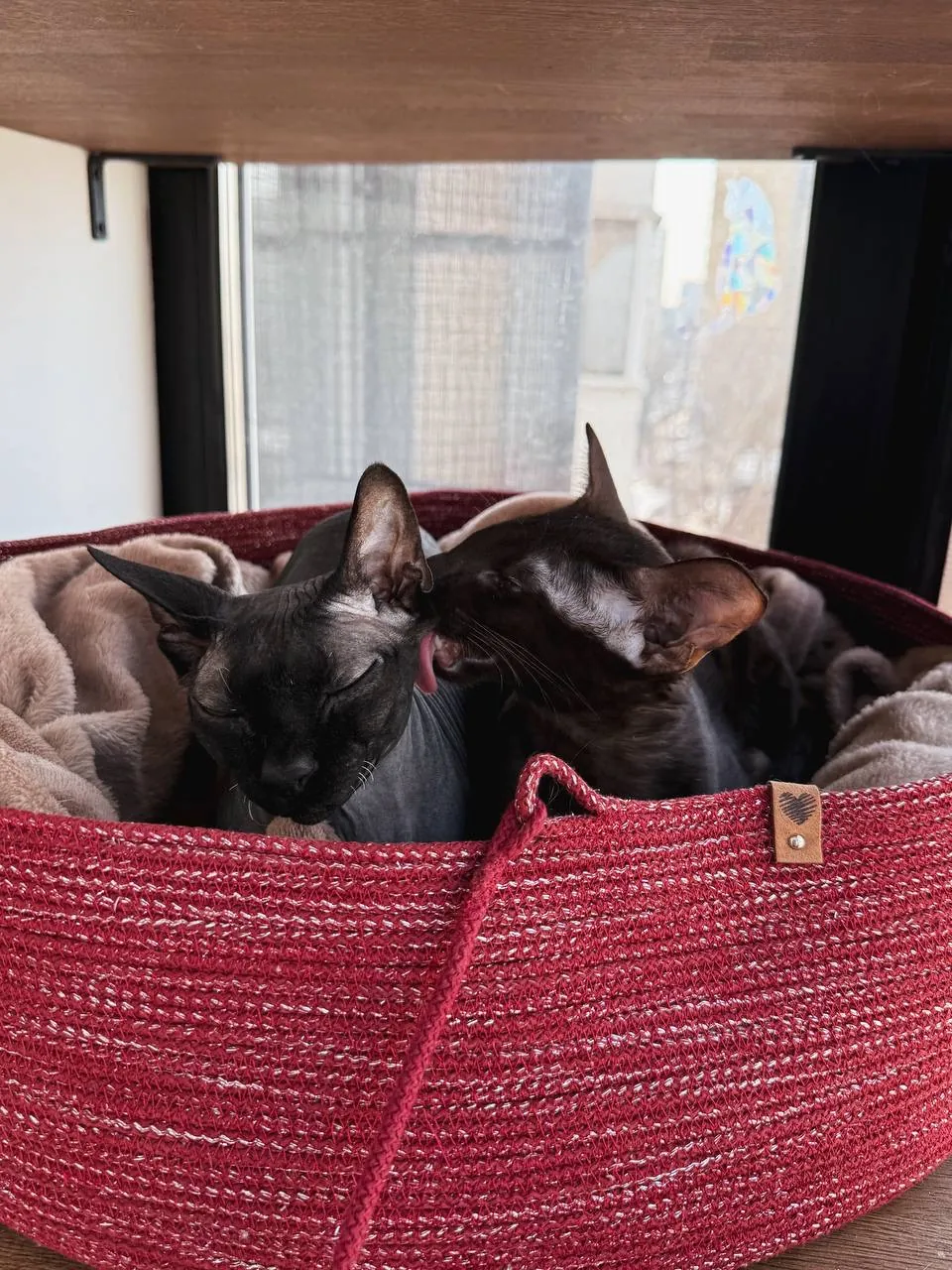 Лежанка PawCraft