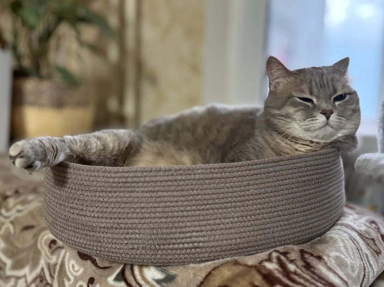 Лежанка PawCraft