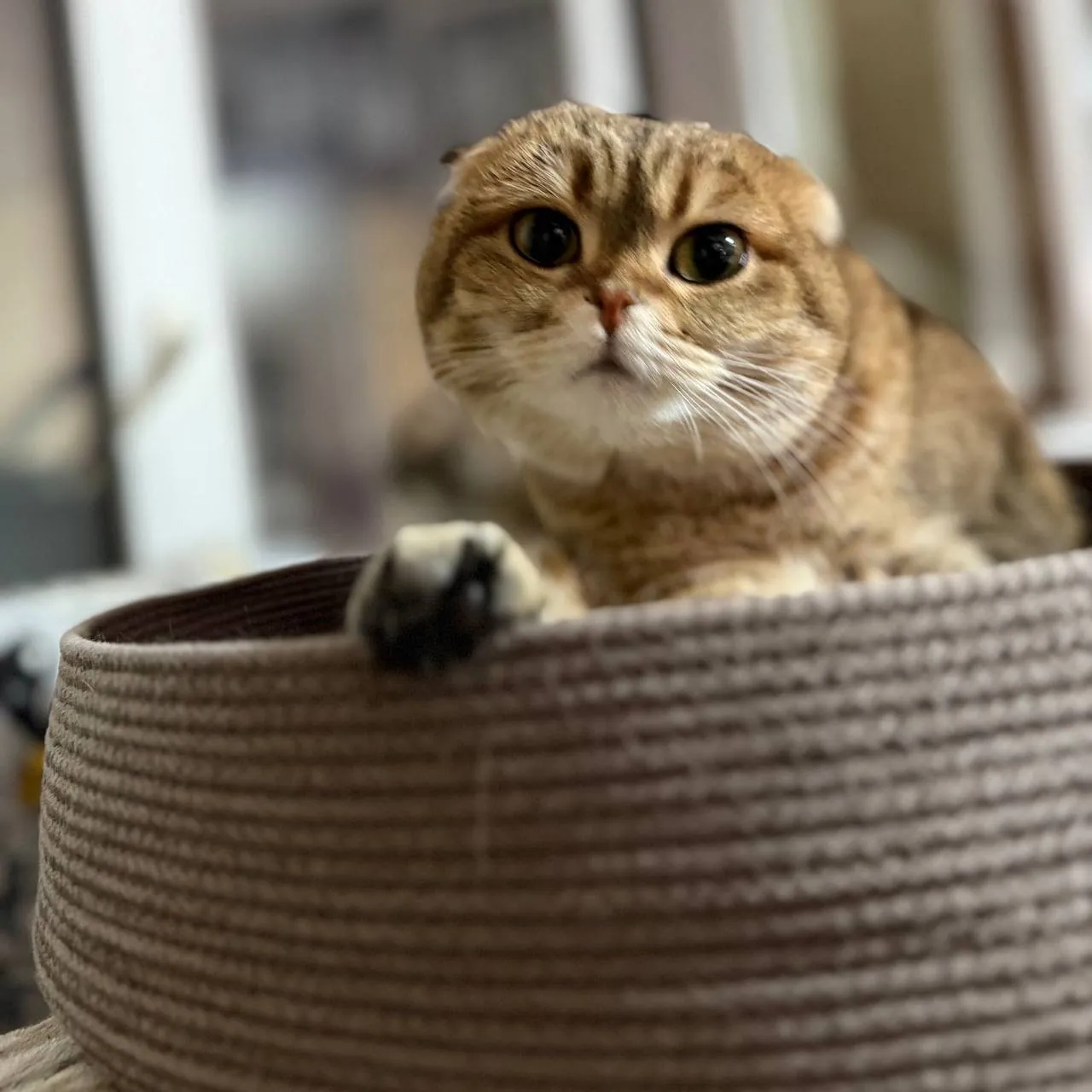 Лежанка PawCraft