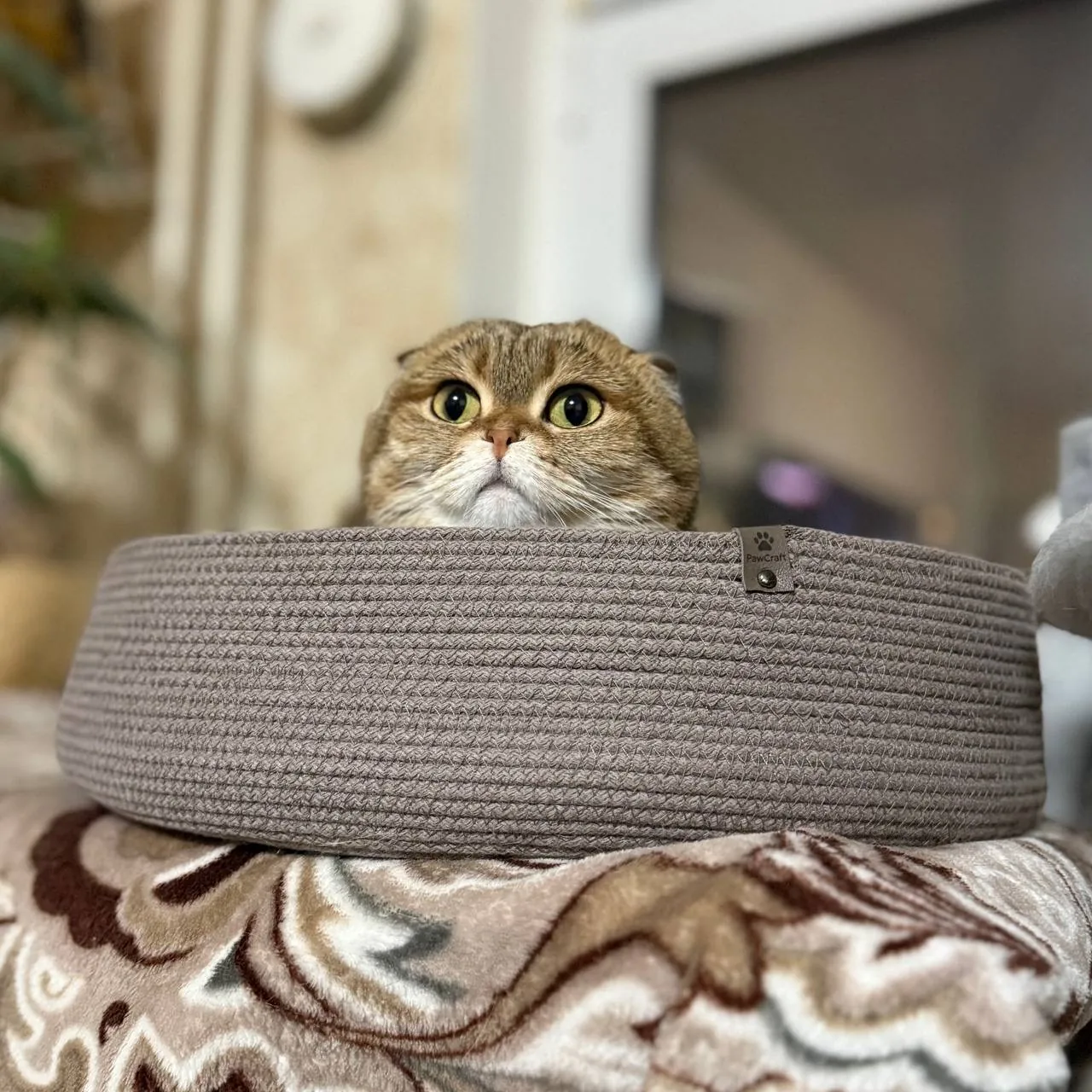 Лежанка PawCraft