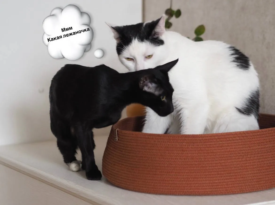 Лежанка PawCraft