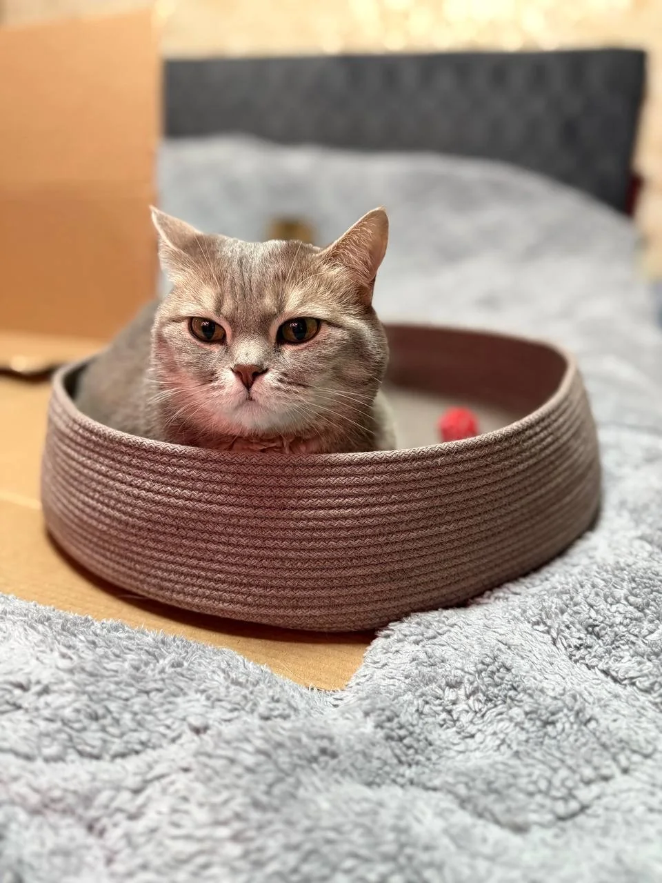 Лежанка PawCraft с питомцем