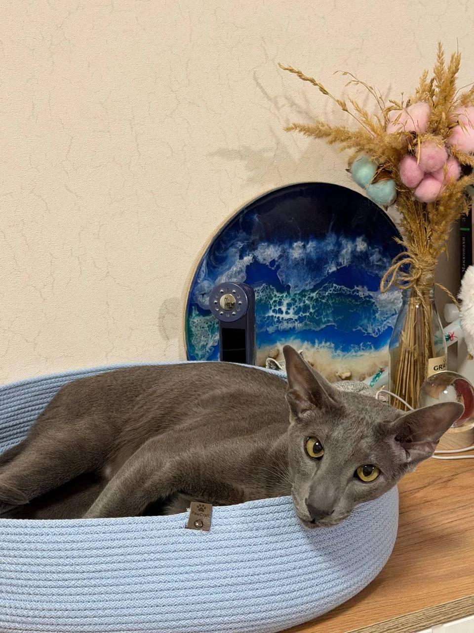 Довольный хвостик PawCraft