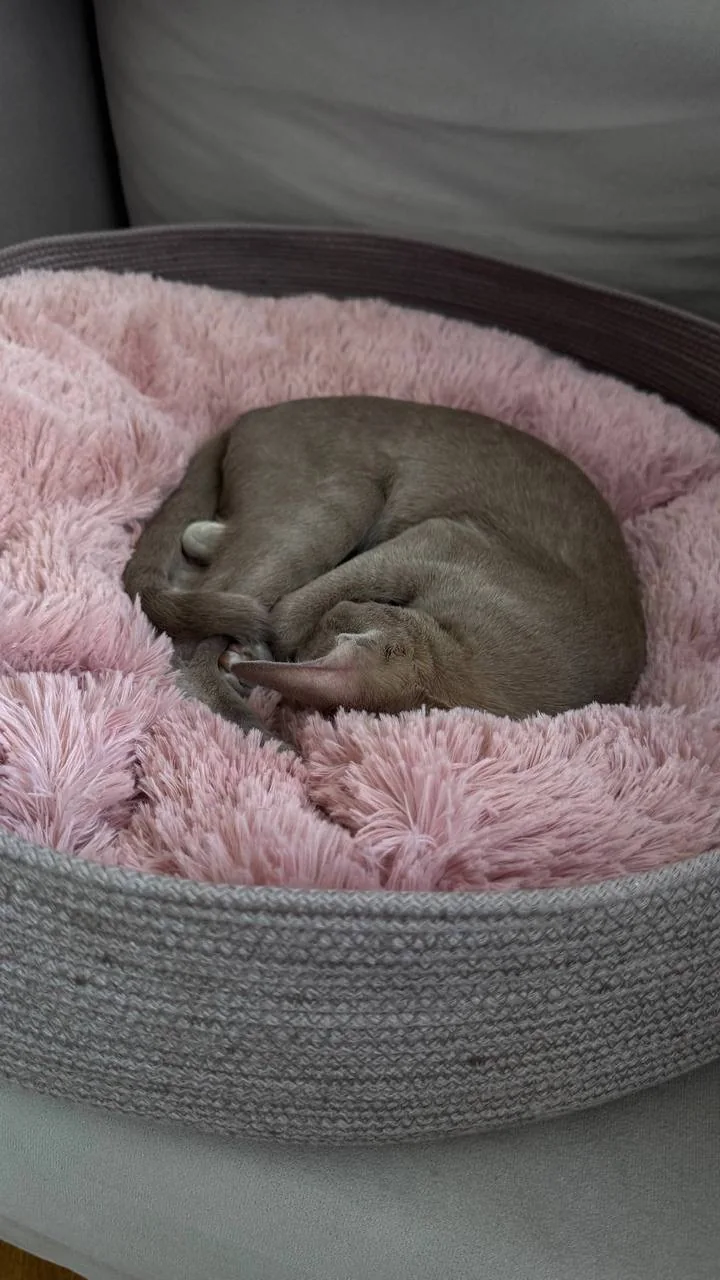 Довольный хвостик PawCraft